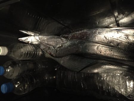 いつまで釣れてくれるのか