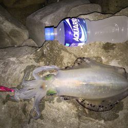 久しぶりのエギング…。