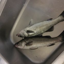 シーバス入れ食い