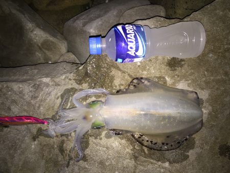 久しぶりのエギング…。