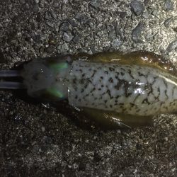 イカのきぃーもぉちぃー