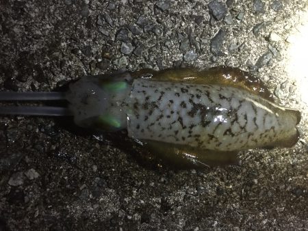 イカのきぃーもぉちぃー