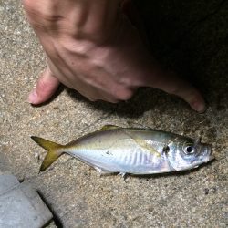 ポーアイ北公園で中アジ