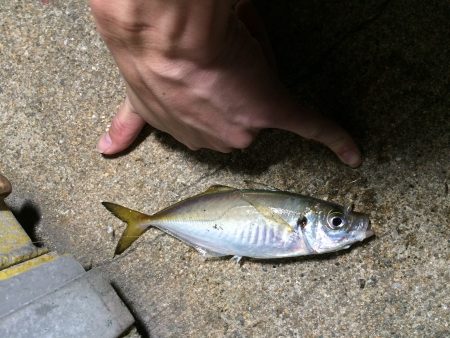 ポーアイ北公園で中アジ