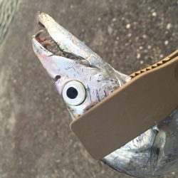 ちょろっと朝マズメ♪