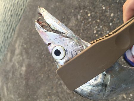 ちょろっと朝マズメ♪