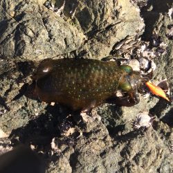 ふらっとうろうろ釣行