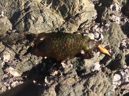 ふらっとうろうろ釣行