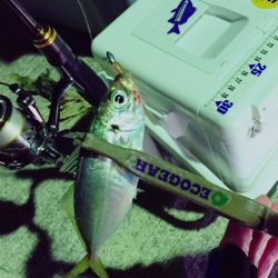 渋いですねぇ…