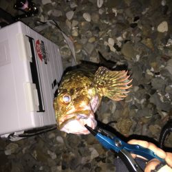 ゴロタ浜でアジング