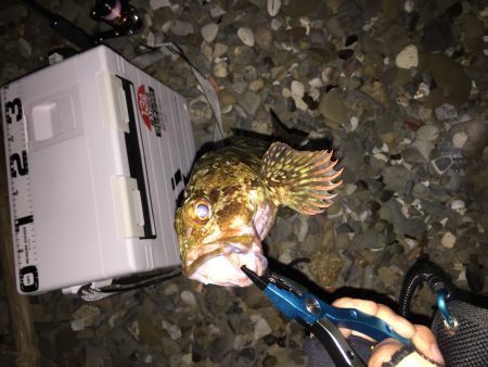 ゴロタ浜でアジング