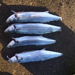 サゴシパーティー！