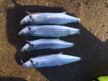 サゴシパーティー！