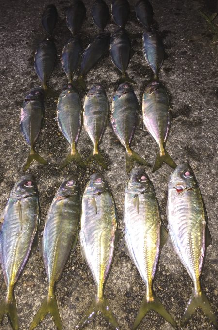 チビキャロスワンプ 瀬戸内ちりめん