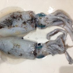 ちっちゃいケド烏賊釣ったぞー