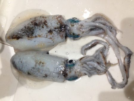 ちっちゃいケド烏賊釣ったぞー