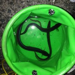 アナゴ狙いに‼︎