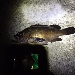 アジング。メバリング 第2弾