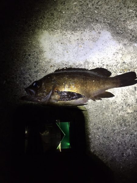 アジング。メバリング 第2弾