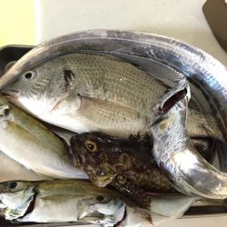 アジングシーズン