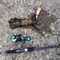 久美浜でエギング