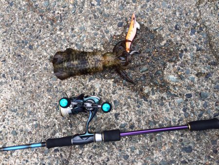 久美浜でエギング