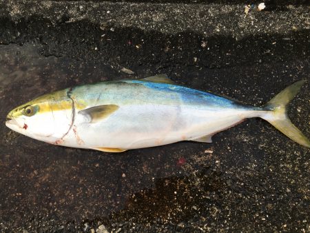 ハマチ、サワラ