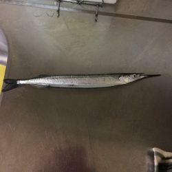 サヨリパターン