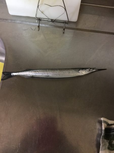 サヨリパターン