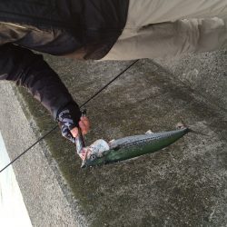 ジギングでサゴシ