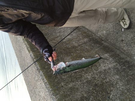 ジギングでサゴシ