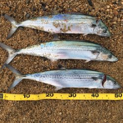 サゴシが釣れました