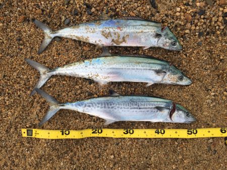 サゴシが釣れました