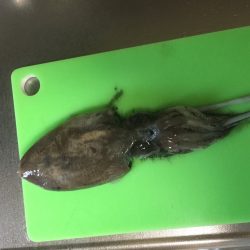 コウイカです‼︎