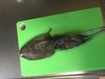 コウイカです‼︎