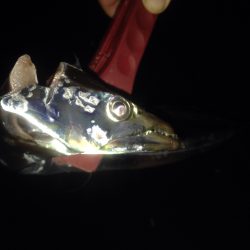 タチウオワインド