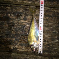 アジアジアジ〜太刀魚はいったい