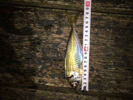 アジアジアジ〜太刀魚はいったい