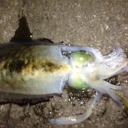 又々アオリイカ釣ったぞー。