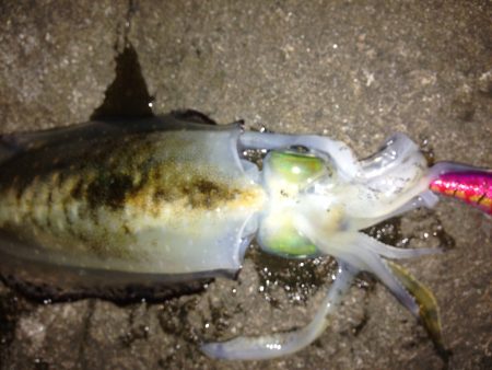 又々アオリイカ釣ったぞー。