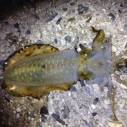 まだイカちゃんはいました(^^)