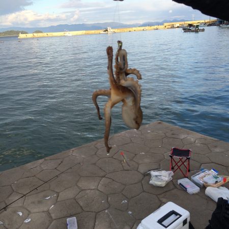 野原漁港で釣り