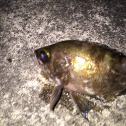 メバリング。アジング。第3弾 INゴルフ場浦