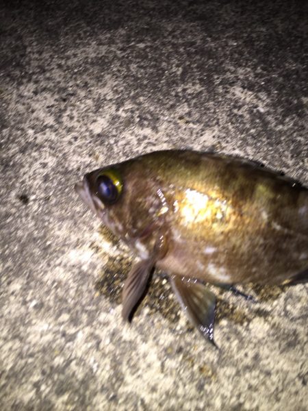 メバリング。アジング。第3弾 INゴルフ場…