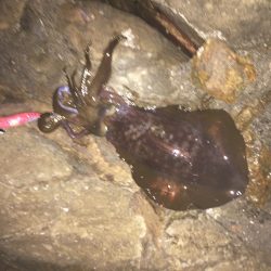 アオリイカ遠征