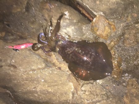 アオリイカ遠征