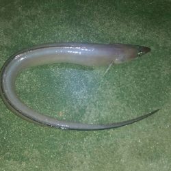 夜釣りでアナゴ