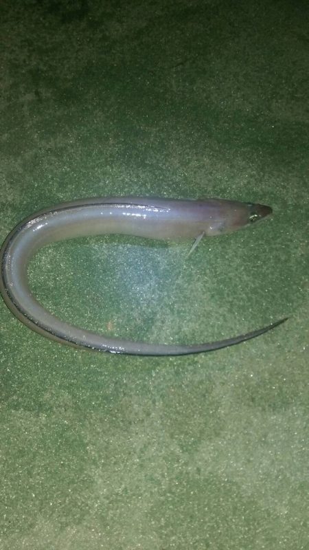 夜釣りでアナゴ