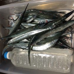 二週間ぶりのサヨリ