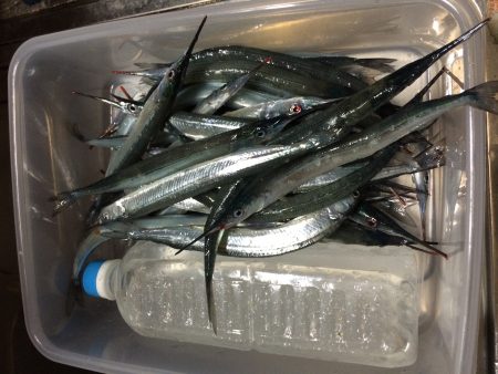 二週間ぶりのサヨリ